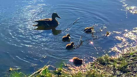 Momma-Duck-swimming-with-her-baby-ducks-in-a-pond-on-a-bright-sunny-day
