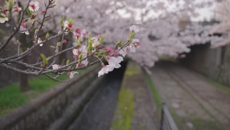 Cherry-Blossoms-over-the-Keage-Incline,-Focus-Rack-Reveal-Shot,-Kyoto-Japan
