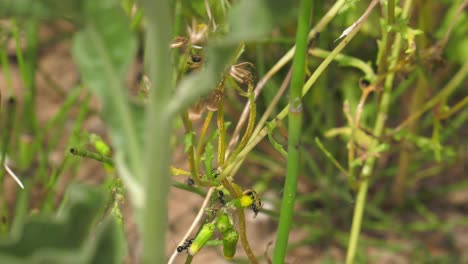 Nahaufnahme-Von-Ameisen,-Die-Zusammenarbeiten,-Um-Samen-Einer-Löwenzahnpflanze-In-Einem-Garten-Zu-Sammeln,-Makro