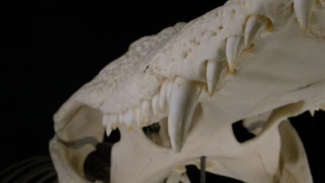 Crocodillian-skull-close-up-macro-teeth