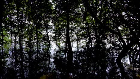Wetland,-dense-tropical-mangrove-forest,-Singapore