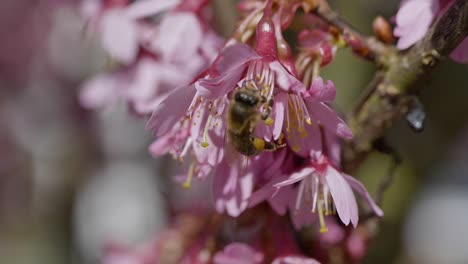 Extreme-macro-shot-of-wild-honey-bee-gathering-pollen-of-pink-blooming-flower-during-sunny-day-in-spring