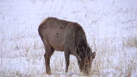Elk-grazing-in-snow-covered-field