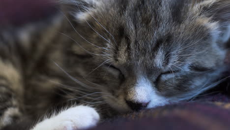 Close-Up-Of-Cute-Tabby-Kitten-Asleep-On-Blanket
