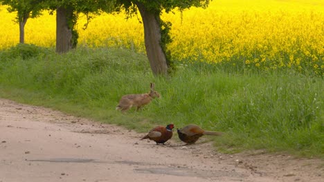 Agricultural-setting-with-a-hare-crossing-gravel-road-behind-two-pheasants