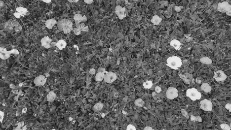 Black-and-white-flowers.-Slow-motion