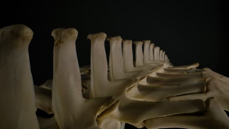 Crocodillian-skeleton-close-up-of-spine-and-back-bones