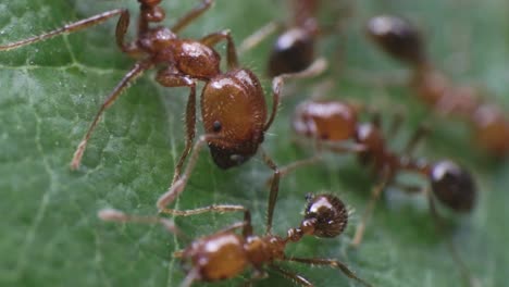 Macro-On-Copper-Brown-Head-of-Fire-Ant-Approaching-Smaller-One-on-Green-Leaf-Surface-4K