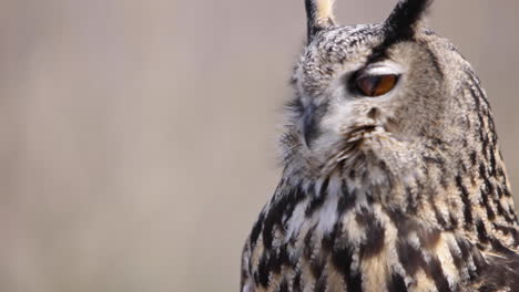 Eagle-owl-blinks-eyes-and-turns-away