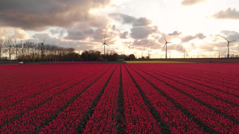 Red-tulip-fields-in-Netherlands-countryside-at-sunset,-wind-turbines-backdrop