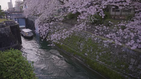Biwako-Kanal-Im-Frühling,-Sakura-Blüht-über-Otsu-Sosui