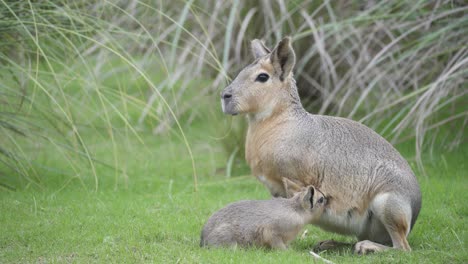 Baby-patagonian-mara-drinks-milk-from-its-mother-on-green-grass