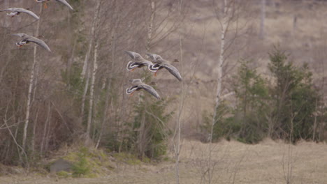 A-flock-of-grey-geese-landing-in-a-field-in-Sweden,-slow-motion-wide-shot