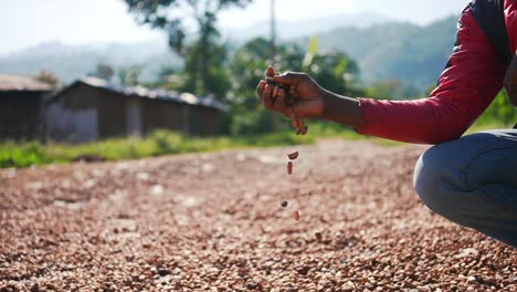 Granos-De-Cacao-Naturales-Secos-Que-Caen-De-Una-Mano-Africana-Negra