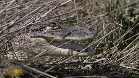 Alligator-Versteckt-Sich-In-Sumpfbüschen-Für-Einen-Hinterhalt