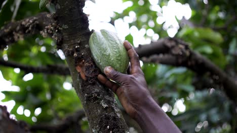 Afrikanischer-Kakaobauer-Hält-Kakaofrucht-Mit-Seiner-Schwarzen-Hand