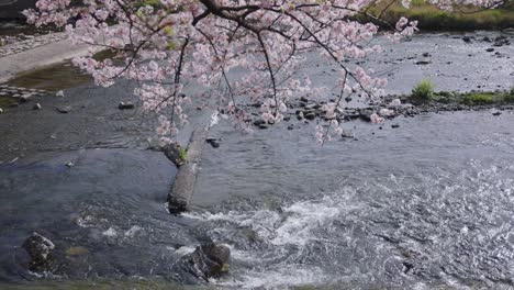 Sakura-cherry-blossoms-over-the-Kamogawa-river-in-Kyoto,-Japan