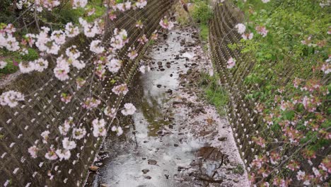 Sakura-over-river,-Spring-in-Japan
