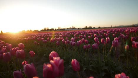 Sonnenuntergang-über-Einem-Feld-Mit-Rosa-Tulpen