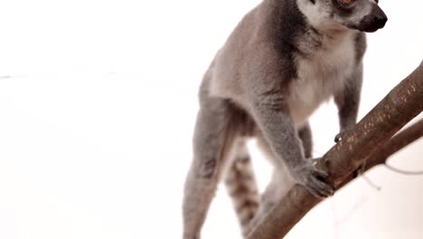 Lemur-Hängt-In-Einem-Baum-Auf-Weißem-Hintergrund