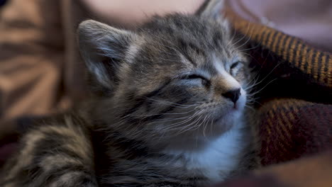 Cute-Little-Tabby-Kitten-Eyes-Wide-Open-Falling-Asleep-On-A-Blanket