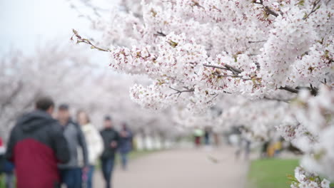 Wunderschöne-Sakura-Blütenblätter-Blühen-Im-Japanischen-Kirschpark-Von-Vilnius