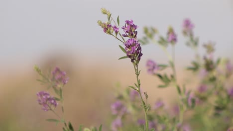 Alfalfa-purple-flowers-blowing-in-the-wind,-Medicago-sativa,-Close-up,-sunny