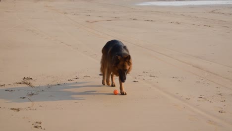 Young-German-shepherd-dog-trying-to-swallow-toy-ball-on-beach-|-German-shepherd-dog-playing-and-chewing-toy-ball-on-beach-in-Mumbai