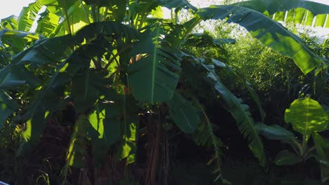 Banana-Trees-in-the-Early-Morning,-Sun-shining-through-leaves,-Yakushima