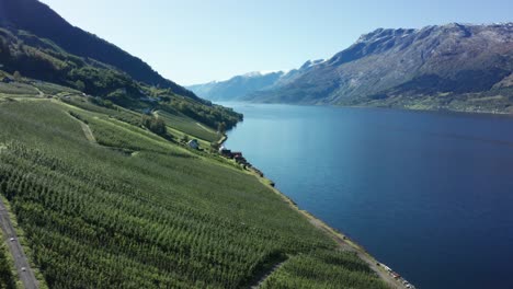 Aerial-forward-idyllic-applefarms-on-hillside,-fjord-sørfjorden-and-mountains-with-glacier-Folgefonna