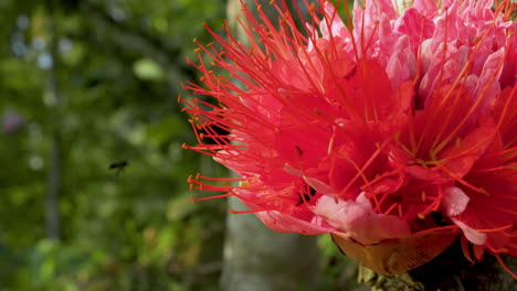 Primer-Plano-De-Flor-Roja-Exótica-Y-Tropical-En-La-Selva-De-Ecuador-Durante-La-Luz-Del-Sol---Abeja-Volando-Y-Recogiendo-Néctar