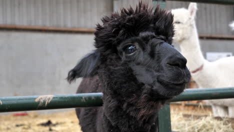 Handheld-close-up-of-face-and-eyes-of-a-black-young-alpaca-animal-at-farm