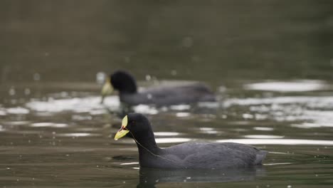 Fulica-Armillate-or-Red-Gartered-Coot-hunting-for-prey-in-Pond-during-sunlight-,close-up-shot-of-birds-in-action