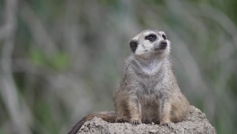Slow-motion-shot-of-a-Meerkat-sitting-on-high-terrain-and-watching-its-surroundings