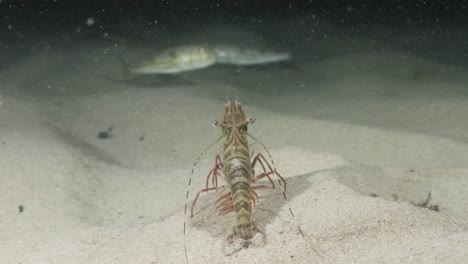Unique-underwater-perspective-view-following-a-large-prawn-as-it-quickly-walks-along-the-ocean-floor