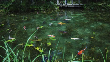 Beautiful-Monet's-Pond,-a-nameless-pond-that-resembles-a-painting-in-Gifu-Japan
