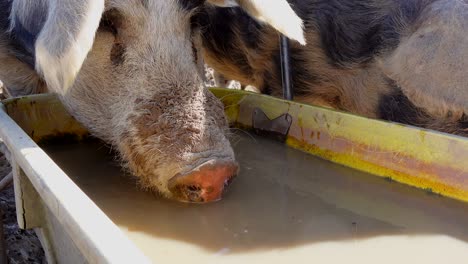 Young-hairy-sow-drinking-dirty-water-on-european-farm-ranch-during-summer