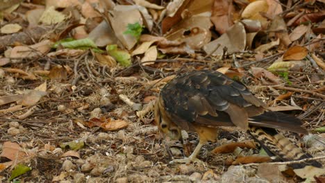 Close-up-of-bird-pecking-among-leaves-on-woodland-ground