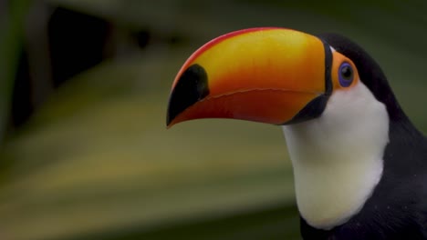 Close-up-of-a-south-american-toco-toucan-standing-on-a-branch-looking-around-surrounded-by-nature