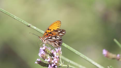 Profile-shot-of-a-Gulf-fritillary-butterfly-posing-on-a-flower-and-feeding-with-nectar