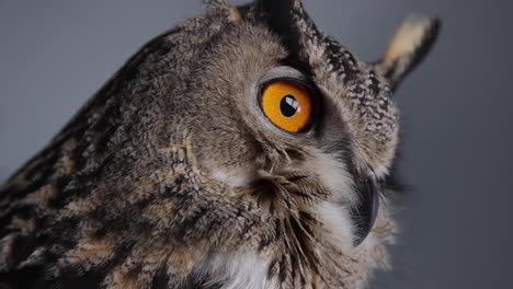 Extreme-close-up-of-eagle-owl-blinking