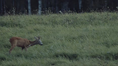 Young-deer-eats-grass.-Static-shot