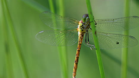 Extreme-macro-shot-of-dragonfly-enjoying-wild-nature-during-summer,prores-4k