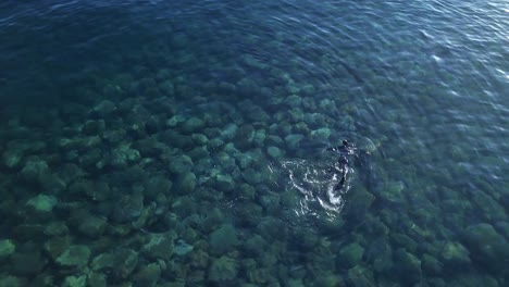 Aerial-View-Of-Snorkeler-In-Clear-Blue-Sea-With-Rocky-Seabed-In-Madalena-do-Mar,-Madeira,-Portugal