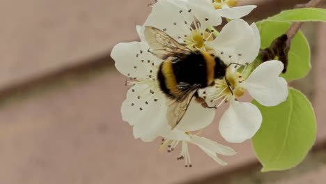 Geschlossener-Rahmen-Einer-Biene-Mit-Umgedrehtem-Rücken,-Der-Pollen-Sammelt,-Unscharfer-Holzhintergrund