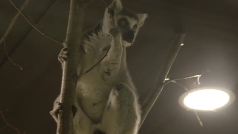 Cute-and-cuddly-lemur-in-a-tree---captive-animals-in-a-zoo