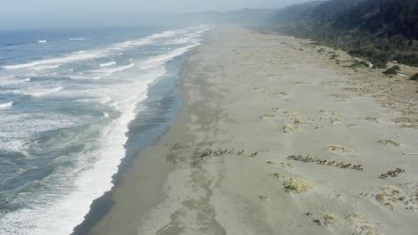 A-herd-of-elk-moves-along-a-beach-away-from-the-ocean,-toward-the-forest