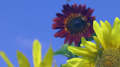 Dunkelrote-Sonnenblume-Mit-Vielen-Bienen,-Sonnenblumen-Wiegen-Sich-Im-Wind-Vor-Blauem-Himmel,-Ländliches-Spanien