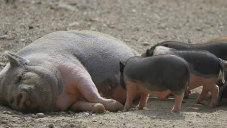 Relaxing-adult-sow-feeding-baby-piglets-outdoors-at-farmland-in-summer,-close-up