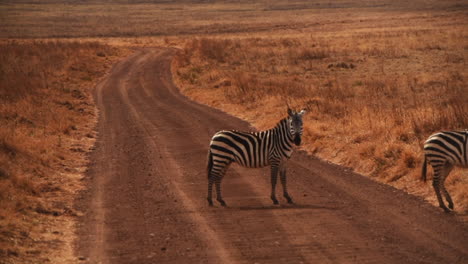 Zebras-crossing-dirt-road-in-Serengeti,-one-stops-and-looks-at-camera